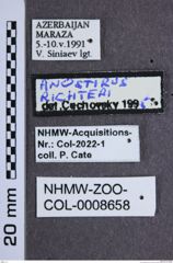 Etiketten zu Anostirus richterae (NHMW-ZOO-COL-0008658)